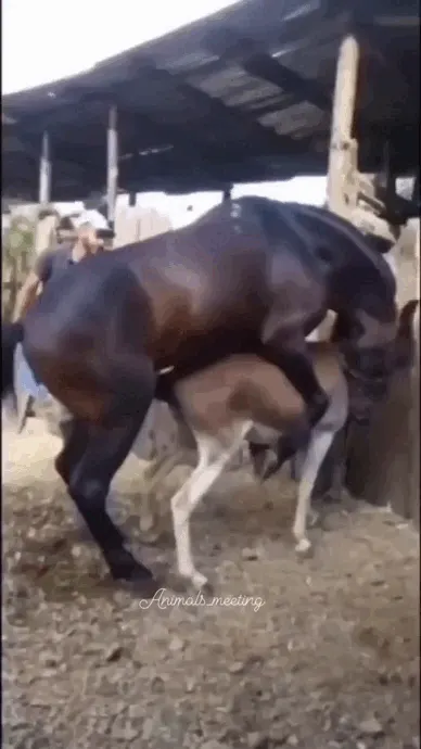 高头大马和小毛驴配种全过程gif动态图演示_1